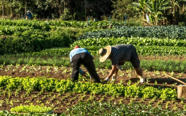 Chamada Pública n.º 001/2021 para aquisição de gêneros alimentícios da agricultura familiar para alimentação escolar