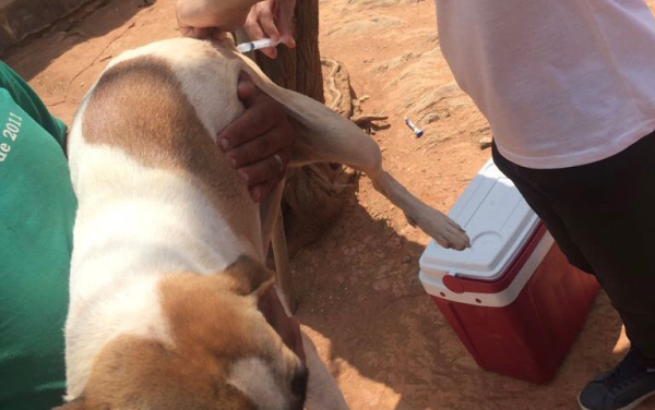 Vacinação antirrábica.