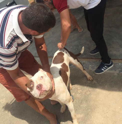 Vacinação antirrábica.