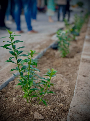 Granito realiza ação de arborização na Avenida José Saraiva Xavier com ampla participação da comunidade